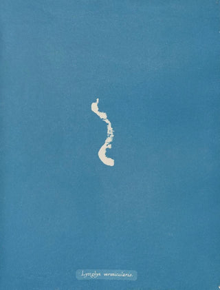 Anna Atkins - Lyngbya vermicularis.webp