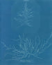 Mesogloia Hudsonii - Anna Atkins — weergave van het kunstwerk