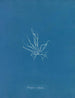 Mesogloia mutifida - Anna Atkins — weergave van het kunstwerk