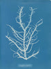 Mesogloia purpurea - Anna Atkins — weergave van het kunstwerk