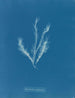 Myriotrichia filiformis - Anna Atkins — weergave van het kunstwerk