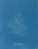 Naccaria Wigghii - Anna Atkins — weergave van het kunstwerk