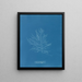 Naccaria Wigghii - Anna Atkins — ingelijst kunstwerk aan de muur