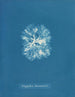 Nitophyllum Bonnemaisoni - Anna Atkins — weergave van het kunstwerk