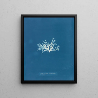 Anna Atkins - Nitophyllum laceratum.webp