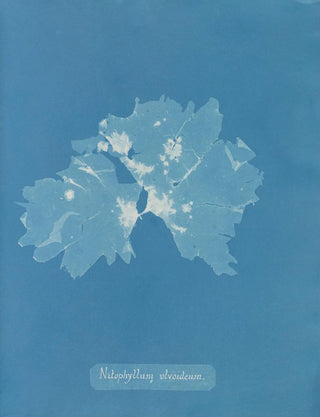 Anna Atkins - Nitophyllum ulvoideum.webp