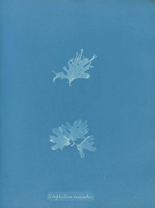 Anna Atkins - Nitophyllum versicolor.webp
