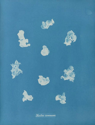 Anna Atkins - Nostoe commune.webp