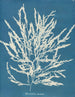 Odonthalie dentée - Anna Atkins — weergave van het kunstwerk