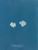 van Padina Pavonia (Cas Conflit) - Anna Atkins — weergave van het kunstwerk
