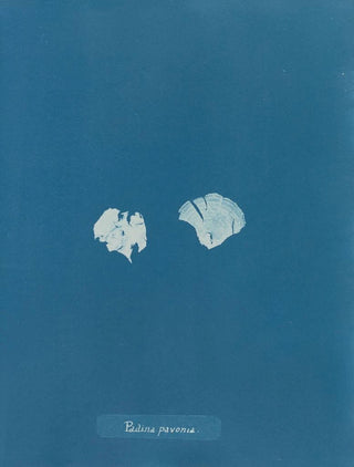 Anna Atkins - Padina pavonia (Case Conflict).webp