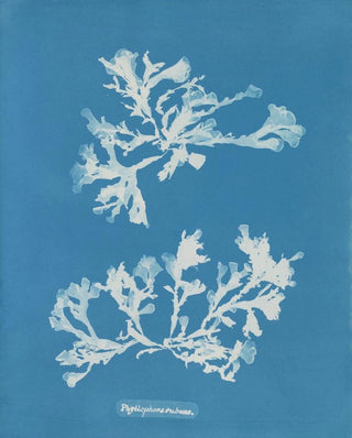Anna Atkins - Phyllophora rubens.webp