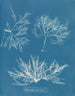 Plocamium cramoisi - Anna Atkins — weergave van het kunstwerk