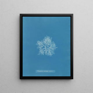 Anna Atkins - Plocamium coccineum in fruit.webp