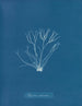 Polyides ronds - Anna Atkins — weergave van het kunstwerk