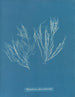 Polysiphonia atroscens - Anna Atkins — weergave van het kunstwerk