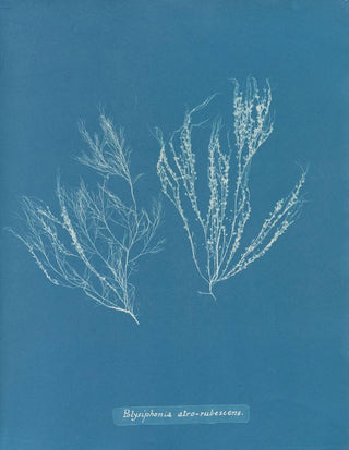 Anna Atkins - Polysiphonia atrorubescens.webp