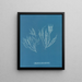 Polysiphonia atroscens - Anna Atkins — ingelijst kunstwerk aan de muur