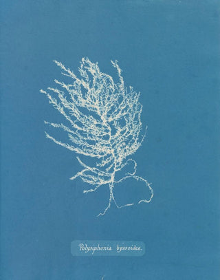 Anna Atkins - Polysiphonia byssoides.webp