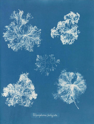 Anna Atkins - Polysiphonia fastigiata.webp