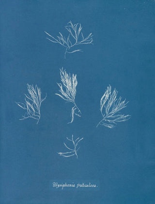 Anna Atkins - Polysiphonia fruticulosa.webp
