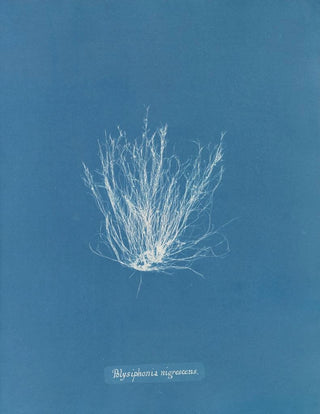 Anna Atkins - Polysiphonia nigrescens.webp
