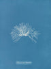 van Polysiphonia thuyoides - Anna Atkins — weergave van het kunstwerk