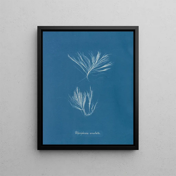 Anna Atkins - Polysiphonia urceolata.webp