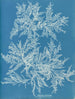 Ptilota plumosa - Anna Atkins — weergave van het kunstwerk