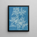 Ptilota plumosa - Anna Atkins — ingelijst kunstwerk aan de muur