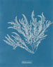 Ptilota sericea - Anna Atkins — weergave van het kunstwerk