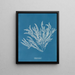Ptilota sericea - Anna Atkins — ingelijst kunstwerk aan de muur