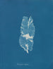 Punctaria latifolia - Anna Atkins — weergave van het kunstwerk