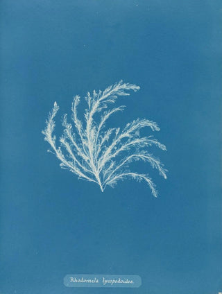 Anna Atkins - Rhodomela lycopodioides.webp
