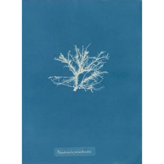 Anna Atkins - Rhodomela pinastroides.webp