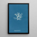 Rhodomela pinastroides - Anna Atkins — ingelijst kunstwerk aan de muur