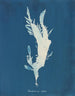 Rhodoménie ciliée - Anna Atkins | Schilderij — weergave van het kunstwerk