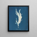 Rhodoménie ciliée - Anna Atkins | Schilderij — ingelijst kunstwerk aan de muur