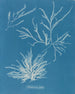 Rhodoménie jubata - Anna Atkins — weergave van het kunstwerk