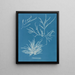 Rhodoménie jubata - Anna Atkins — ingelijst kunstwerk aan de muur