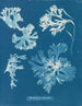 Rhodoménie laciniata - Anna Atkins — weergave van het kunstwerk