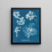 Rhodoménie laciniata - Anna Atkins — ingelijst kunstwerk aan de muur