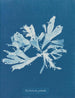 Rhodoménie palmée - Anna Atkins — weergave van het kunstwerk