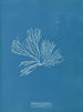 Rhodomenia palmata - Anna Atkins — weergave van het kunstwerk