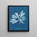 Rhodoménie palmée - Anna Atkins — ingelijst kunstwerk aan de muur