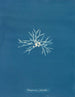 Rhodoménie palmée - Anna Atkins — weergave van het kunstwerk