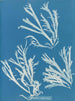 Rhodoménie polycarpe - Anna Atkins | Schilderij — weergave van het kunstwerk