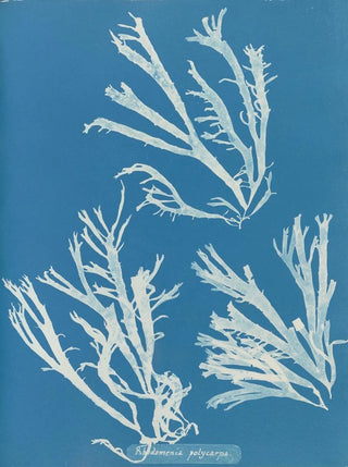 Anna Atkins - Rhodomenia polycarpa.webp