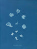 Ruisseaux brillants - Anna Atkins — weergave van het kunstwerk