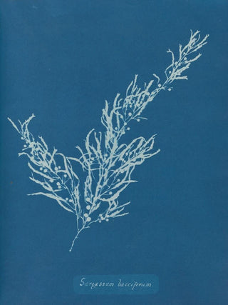 Anna Atkins - Sargassum bacciferum.webp